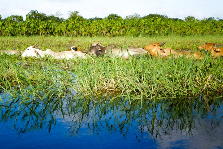 Les incontournables de la Guyane
