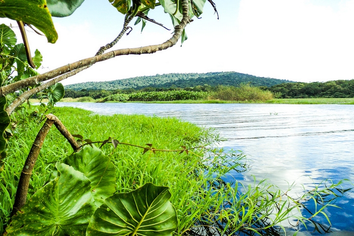 les marais de kaw Guyane