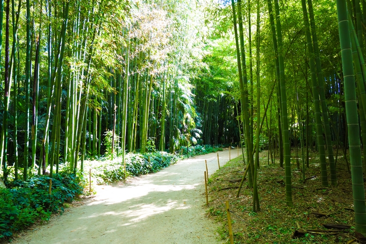 La bambouseraie en Cévennes