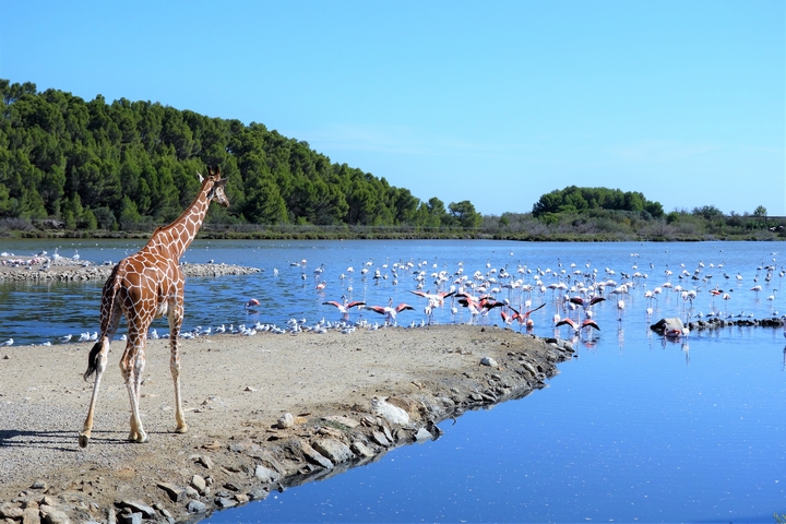 La réserve africaine de Sigean
