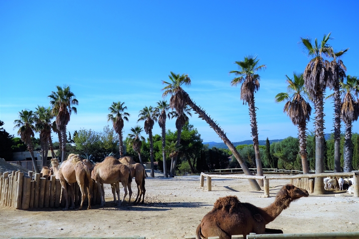 la réserve africaine de Sigean