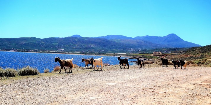 Les chèvres crétoises, compagnons inattendus sur la route du lagon de Balos