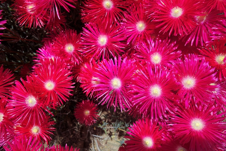 Jardin botanique de cap Roig