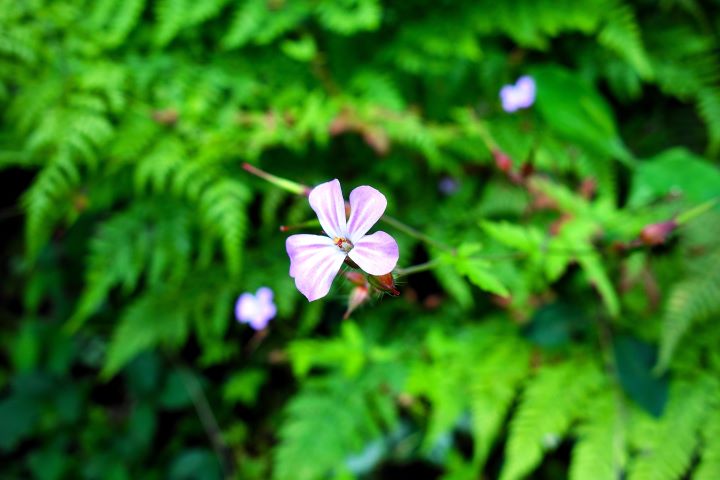 La Vallée Des Traouïero, Trégastel