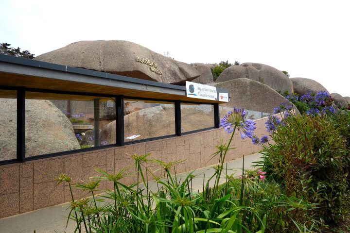L'aquarium marin, Trégastel
