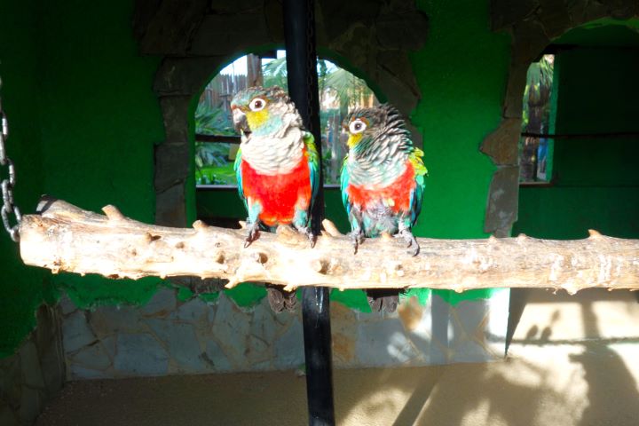 le Jardin del Papagayo