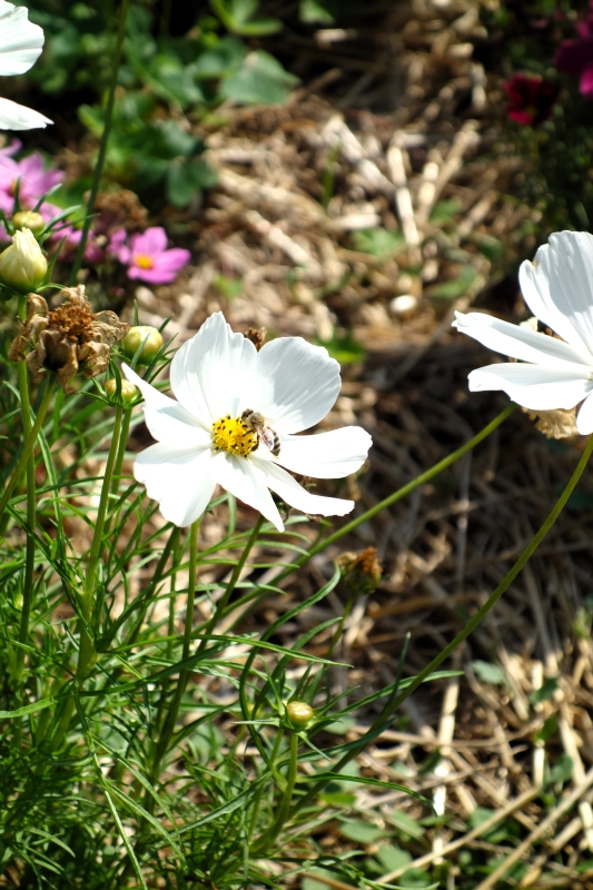 Le Domaine de la Roche-Jagu, Côtes-d'Armor