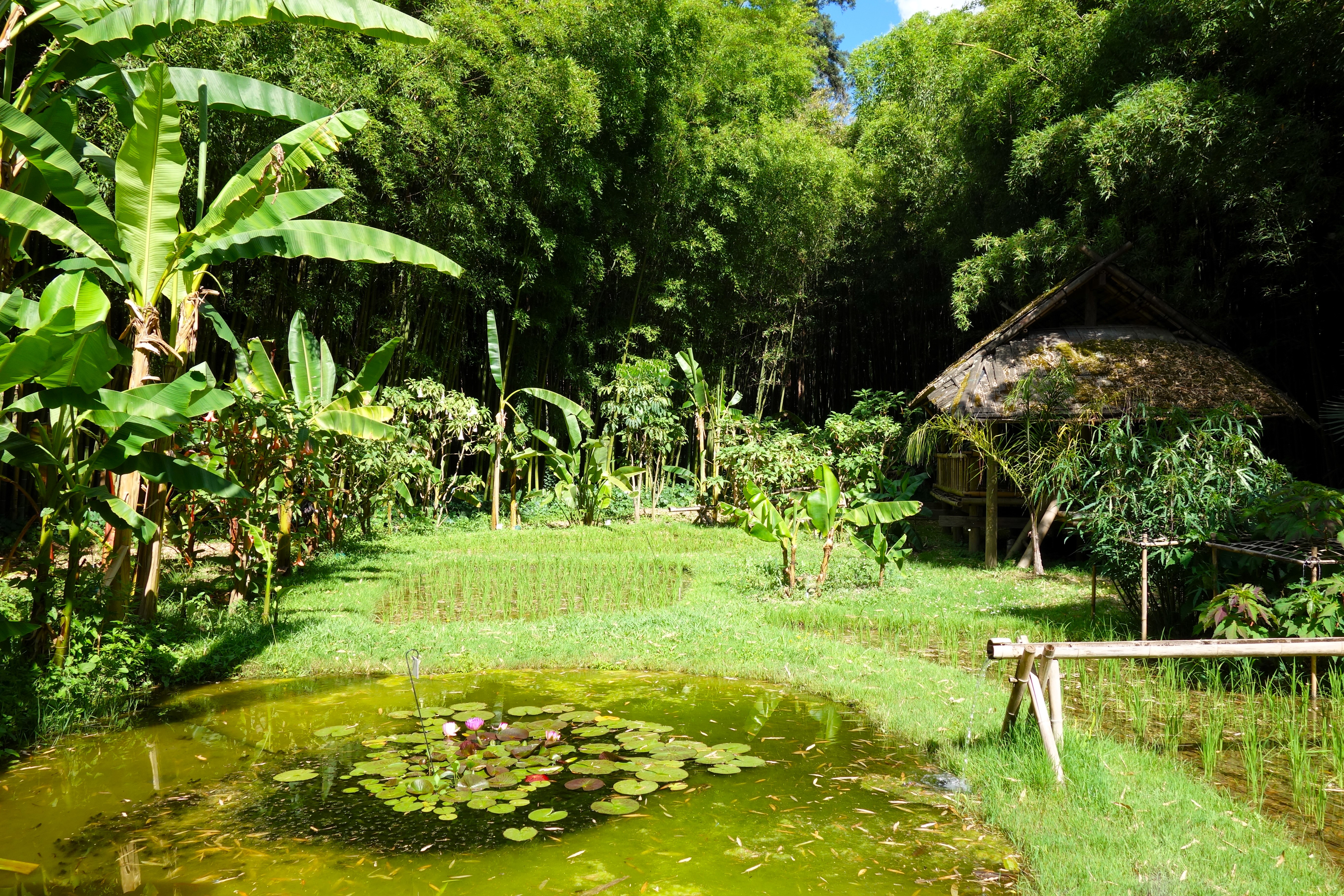 La bambouseraie des Cévennes, Gard
