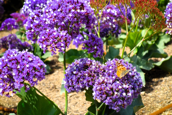 Le jardin botanique du Roig, Calella de Palafrugell