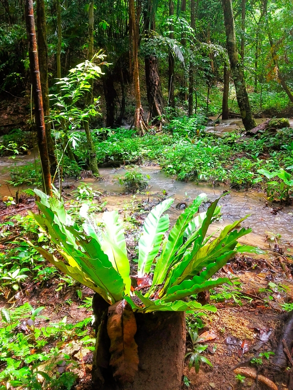 Les cascades de Sa Nang Manora, Thaïlande