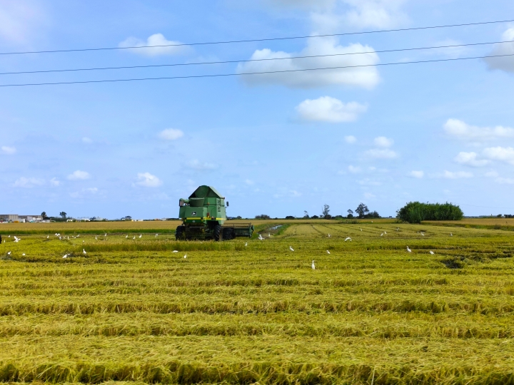 Le Delta de l’Èbre, Costa Daurada