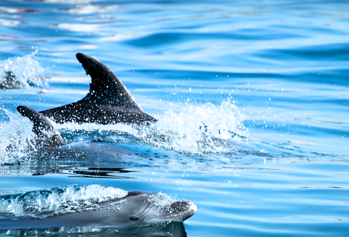 Observation des dauphins lors d’une excursion en mer à Albufeira en Algarve