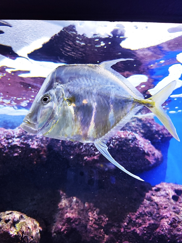 Poissons colorés et bassins de l’Aquarium Oniria