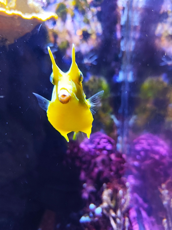 l’Aquarium de Canet-en-Roussillon
