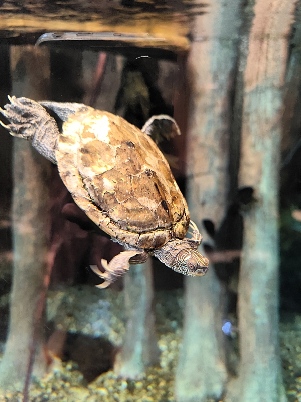 Poissons colorés et bassins de l’Aquarium Oniria