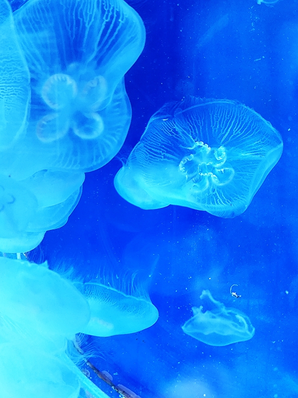 Poissons colorés et bassins de l’Aquarium Oniria