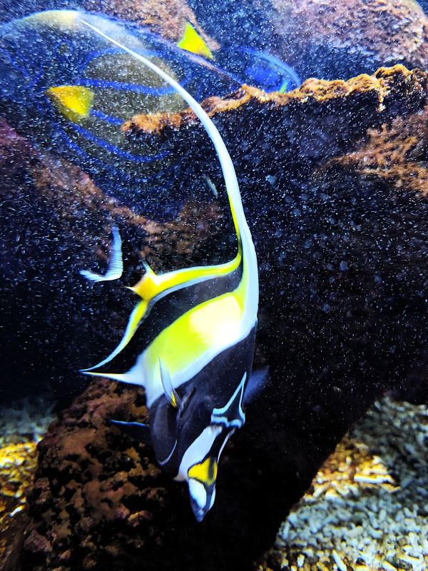 Poissons colorés et bassins de l’Aquarium Oniria