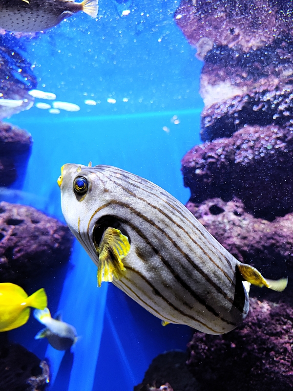 Poissons colorés et bassins de l’Aquarium Oniria