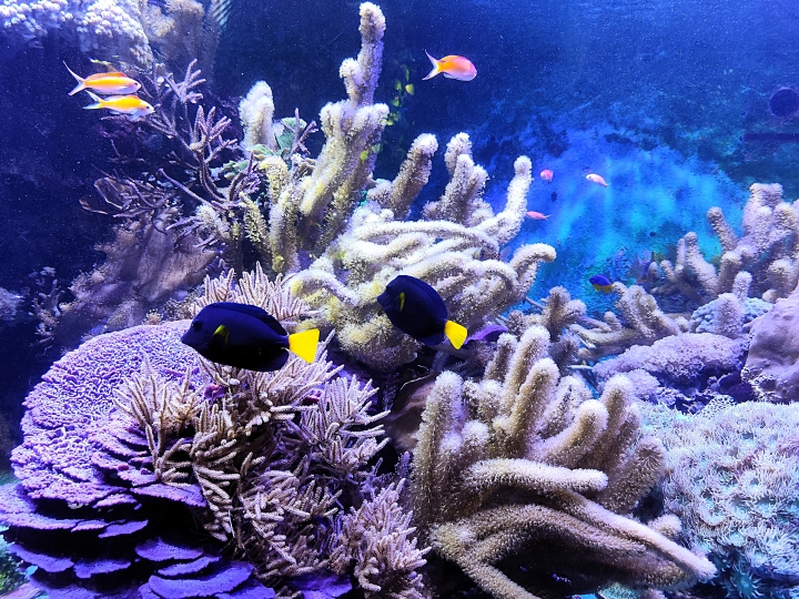 Poissons colorés et bassins de l’Aquarium Oniria