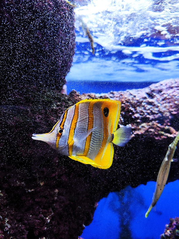 l’Aquarium de Canet-en-Roussillon
