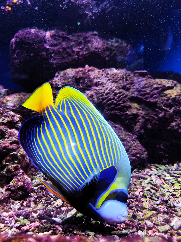 Poissons colorés et bassins de l’Aquarium Oniria
