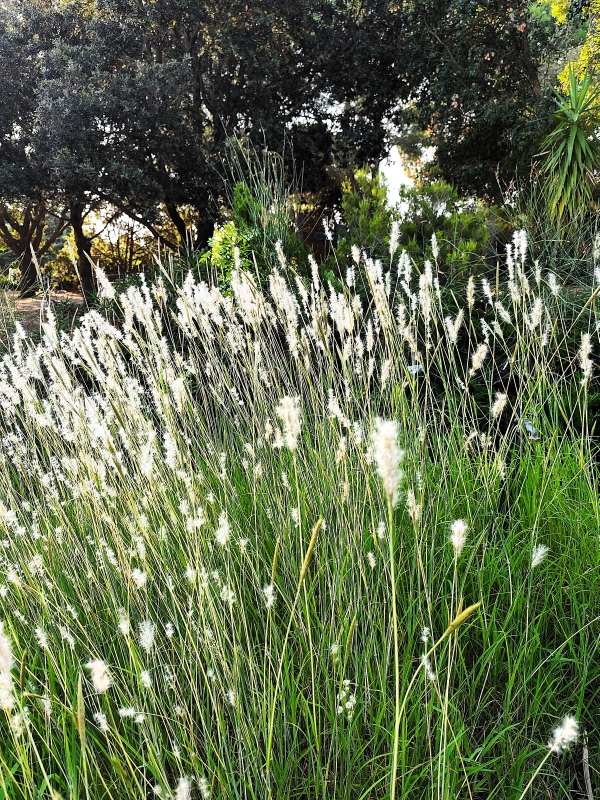 l’Arboretum de Canet-en-Roussillon