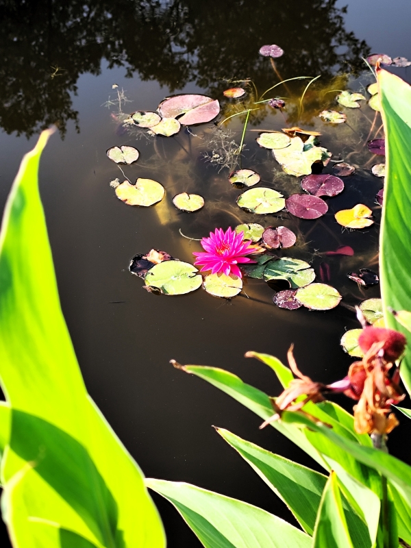 l’Arboretum de Canet-en-Roussillon