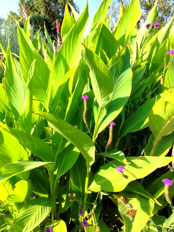 l’Arboretum de Canet-en-Roussillon