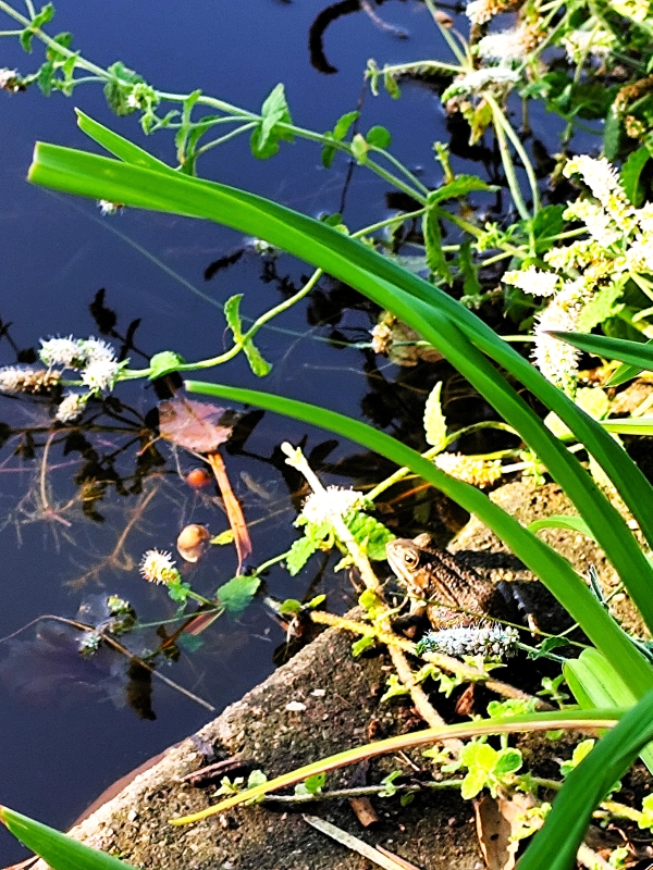 l’Arboretum de Canet-en-Roussillon