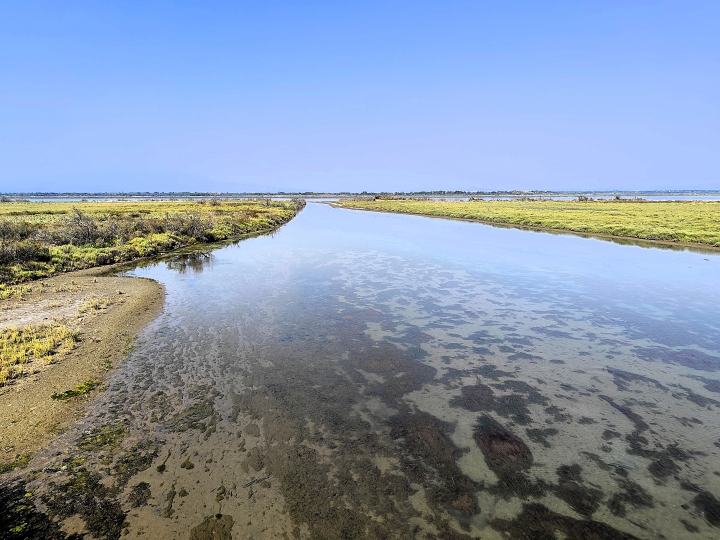 Étang de Canet-Saint-Nazaire avec oiseaux et végétation
