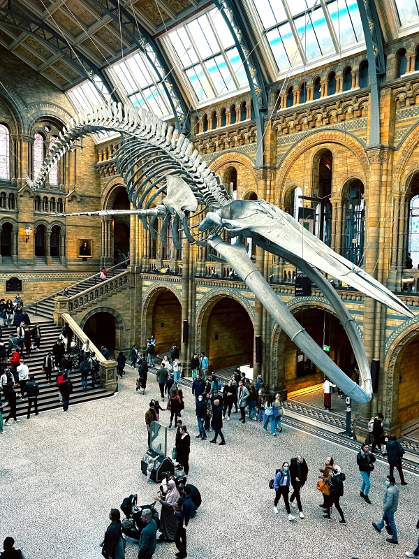Natural History Museum Londres visite gratuite