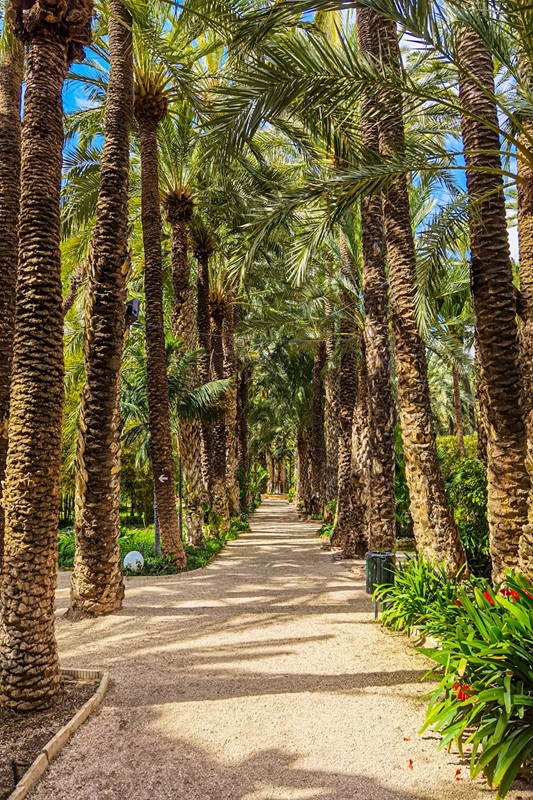 palmeraie Elche